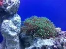 [TodoMarino.com] Mi acuario despues de 6 meses