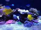 [TodoMarino.com] Evolución de "mi acuario"