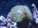 [TodoMarino.com] Como se llama este coral?