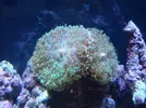 [TodoMarino.com] Como se llama este coral?