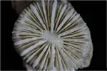 [TodoMarino.com] Esqueleto de coral!