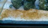 [TodoMarino.com] Identificacion de alga