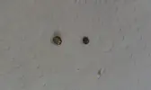 [TodoMarino.com] Problema zooanthus - Identificar caracoles