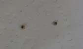 [TodoMarino.com] Problema zooanthus - Identificar caracoles