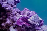 [TodoMarino.com] nuevos en marino y con muchas ganas de compartirlo