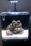 [TodoMarino.com] Presento mi Microhabitat 15 litros
