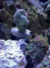 [TodoMarino.com] Identificar coral