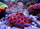 [TodoMarino.com] Corales!