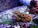 [TodoMarino.com] Corales!