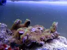 [TodoMarino.com] Corales!
