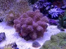 [TodoMarino.com] Corales!