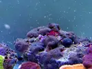 [TodoMarino.com] Corales!
