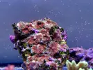 [TodoMarino.com] Corales!