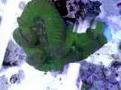 [TodoMarino.com] Corales!