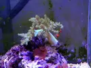 [TodoMarino.com] Corales!