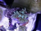 [TodoMarino.com] Corales!
