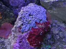 [TodoMarino.com] Corales!