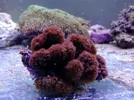 [TodoMarino.com] Corales!