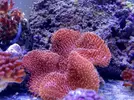 [TodoMarino.com] Corales!