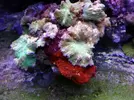 [TodoMarino.com] Corales!