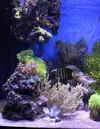 [TodoMarino.com] Acuario sin sump