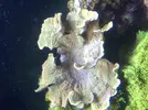 [TodoMarino.com] Montipora , se está muriendo???