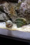 [TodoMarino.com] Presento mi Microhabitat 15 litros