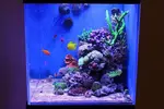 [TodoMarino.com] Nuevo ASTRO'S REEF