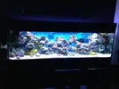 [TodoMarino.com] BegaraReeF...720 litros mas sump de 250 litros...poco a poco...
