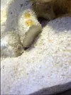 [TodoMarino.com] la primera vida que veo en mi acuario