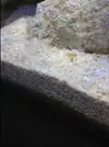 [TodoMarino.com] la primera vida que veo en mi acuario