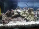 [TodoMarino.com] ciclado nano marino 40l arrecife 3 dias