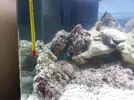 [TodoMarino.com] ciclado nano marino 40l arrecife 3 dias