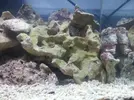 [TodoMarino.com] ciclado nano marino 40l arrecife 3 dias