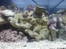 [TodoMarino.com] ciclado nano marino 40l arrecife 3 dias