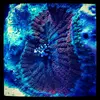 [TodoMarino.com] Micro reef  56 litros