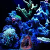 [TodoMarino.com] Micro reef  56 litros
