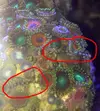 [TodoMarino.com] Especie de brazos en zooantus