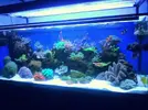 [TodoMarino.com] Aditivos economicos y duraderos, el acuario me tiene agobiado!
