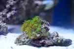 [TodoMarino.com] nuevos en marino y con muchas ganas de compartirlo