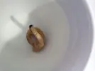 [TodoMarino.com] ¿Que tipo de gusano es este?