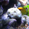 [TodoMarino.com] que clase de coral es