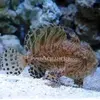 [TodoMarino.com] Antennarius striatus ?