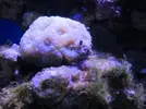 [TodoMarino.com] que clase de coral es