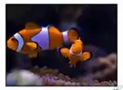 [TodoMarino.com] ¿Tu pez favorito del acuario?