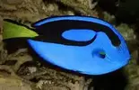 [TodoMarino.com] ¿Tu pez favorito del acuario?