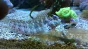 [TodoMarino.com] ¿Tu pez favorito del acuario?