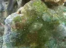 [TodoMarino.com] identificar animales