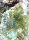 [TodoMarino.com] identificar animales