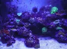 [TodoMarino.com] Espero sea mi próximo reef.